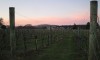 Wine stay in New-Zeleand - New-Zealand - 4