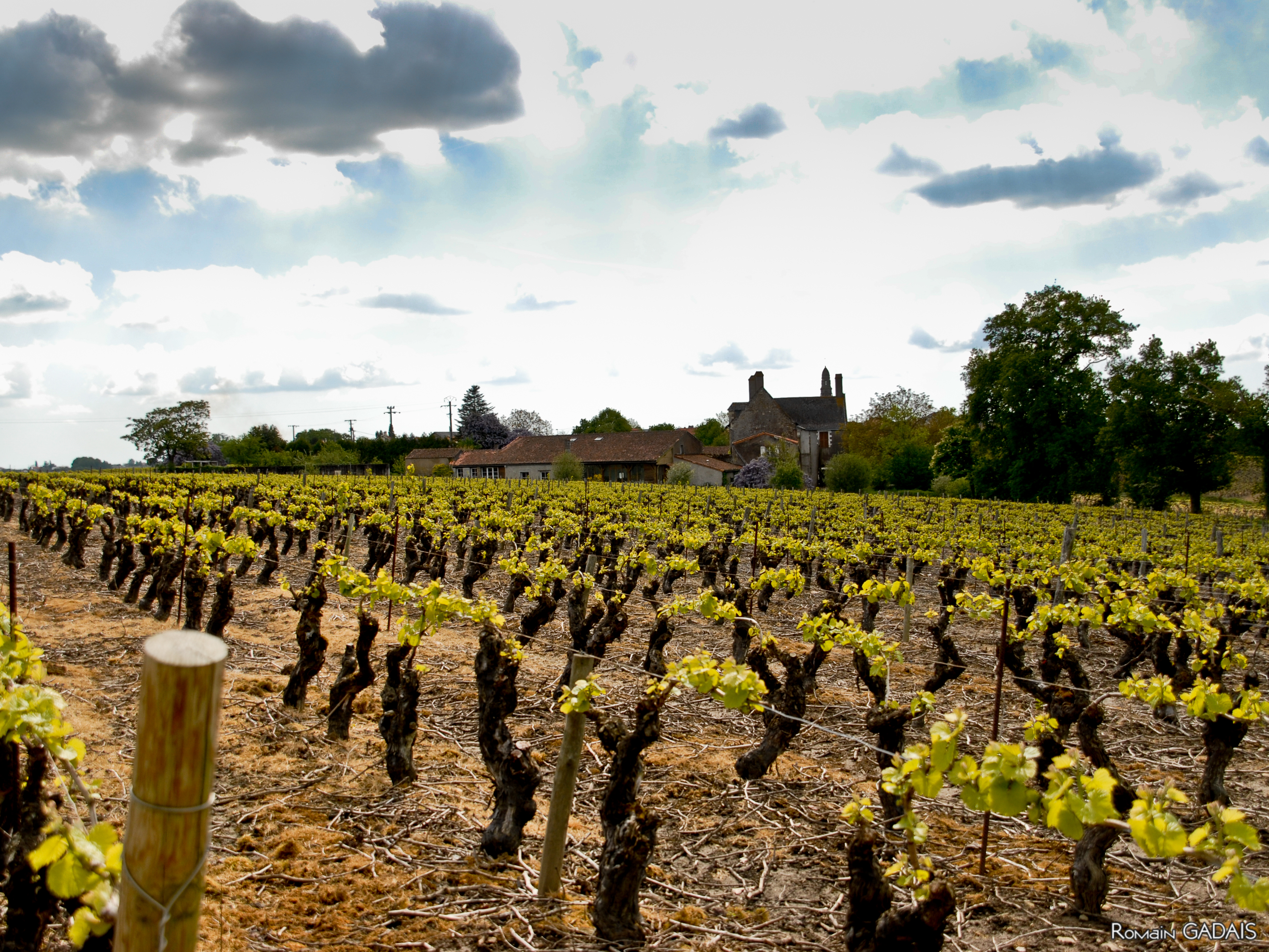 Wine Stay in Loire Valley - Loire Valley - Wine region - 3