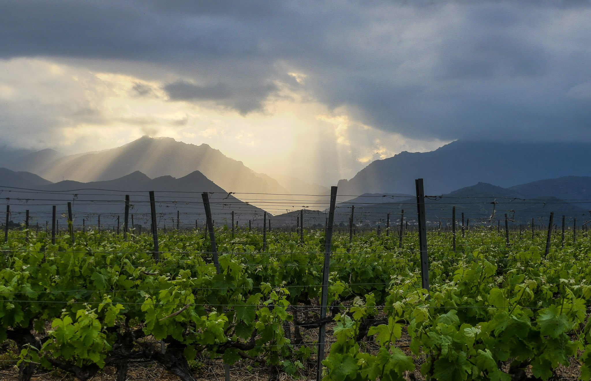 Wine stay in Corsica - Corsica - Wine region - 1