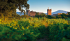 Wine Stay in Roussillon - Roussilon - 6