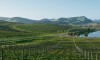 Monde - Route du vin - 5