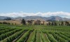 Wine stay in New-Zeleand - New-Zealand - 1