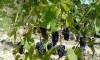 Wine stay in Bourgogne - Burgundy - 7