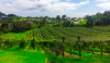 Wine stay in New-Zeleand - New-Zealand - 7