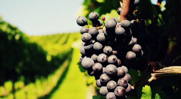 Route des vins : séjours & week-ends avec Wine Passport