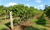 Voyage en Australie : les vignes du bout du monde - Australie - 3